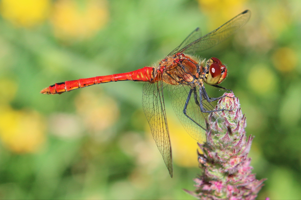 Ruddy Darter male SummerRoute RichBullock 346 (2) 02Jul18.jpg